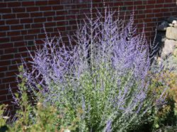 Blauraute 'Blue Spire', 10-20 cm, Perovskia atriplicifolia 'Blue Spire', Topfware von Perovskia atriplicifolia 'Blue Spire'