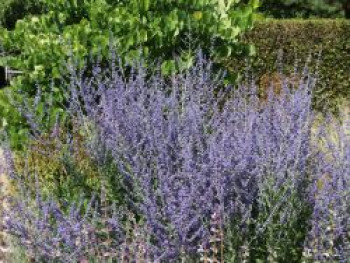 Blauraute 'Little Spire', 10-20 cm, Perovskia atriplicifolia 'Little Spire', Topfware von Perovskia atriplicifolia 'Little Spire'