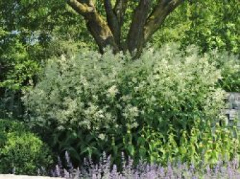 Buschknöterich, Persicaria polymorpha, Topfware von Persicaria polymorpha