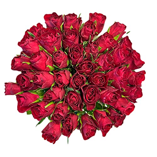 Pet-Jos Blumenstrauß, bunter Inklusive gratis Grußkarte, Flower bouquet, Fresh flowers, Cut Gift for Women, Flower, Valentine's Day, Birthday, Rose Red von Pet-Jos