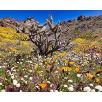 Wüsten Blumen Hintergrund - Petbackdrops Terrarium Wiederverwendbar von PetBackdrops