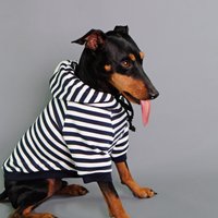 Gestreifter Hund Hoodie, Großer Sweatshirt, Kleiner Marine Streifen Cooler Gestreifter Hund Hoodie, Großer Sweatshirt, Kleiner Marine Streifen Cooler von PetHaus