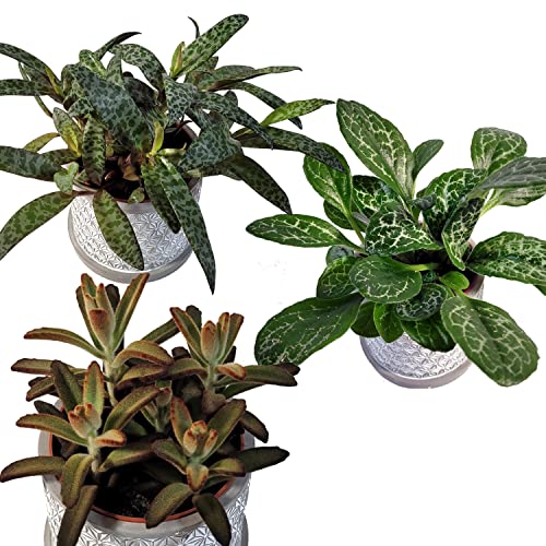 3 exotische und seltene Zimmerpflanzen ║ BIOLAND-Qualität, garantiert frei von synthetischen Pflanzenschutzmitteln ║ von PetSnack