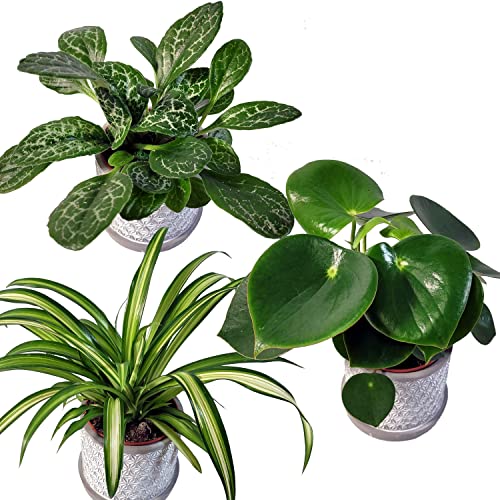 3 verschiedene tropische Zimmerpflanzen ║ Raritäten ║ BIOLAND-Qualität, garantiert frei von synthetischen Pflanzenschutzmitteln ║ von PetSnack