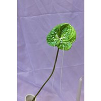 Handgefertigte Perle Anthurium Surreales Künstliches Blumen Wohndekor von PetalDripLA