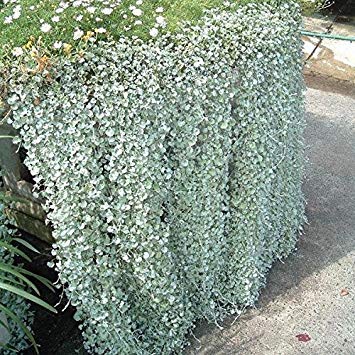 Petsdelite ® Dichondra Micrantha Urban Samen, zum Aufhängen, 10 Stück von Petsdelite