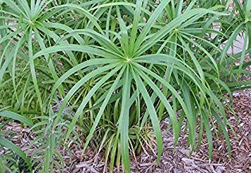 Petsdelite ® Regenschirm-Samen, Cyperus Alternifolius (400 Samen) von PetsdeliteÂ