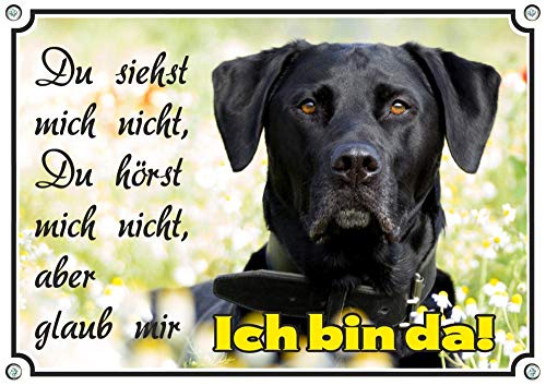 EIN edles Hundeschild mit einem schwarzen Labrador Retriever - TOP Warnschild uv-beständig, DIN A5 von Petsigns