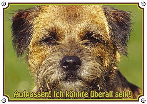 Hundeschild - Border Terrier - Metallschild Premium - rostfrei und beständig, DIN A4 von Petsigns