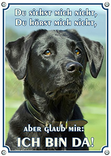 Hundeschild Labrador Retriever - Labbi Metallschild - uv beständig und rostfrei, DIN A3 von Petsigns