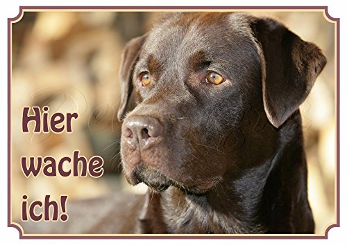 Hundeschild Labrador Retriever - wetterfestes Premiumschild aus Metall, DIN A3 von Petsigns