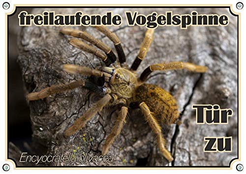 Petsigns Hinweisschild Vogelspinne - Metallschild - Vorsicht freilaufende Encyocratella, DIN A4 von Petsigns