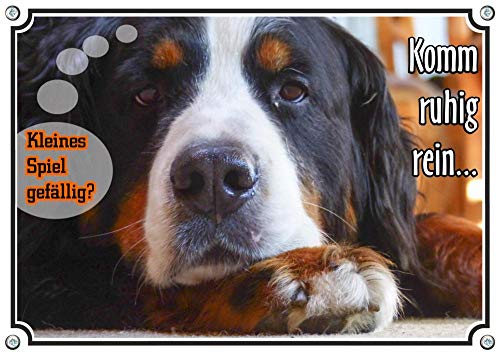 Petsigns Hunde Warnschild Berner Sennenhund mit lustigem Spruch - 1a Metallschild, DIN A4 Petsigns Hunde Warnschild Berner Sennenhund mit lustigem Spruch - 1a Metallschild, DIN A4 von Petsigns