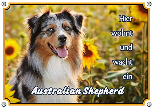 Petsigns Hundeschild Australian Shepherd - wunderschönes Metallschild in Fotoqualität, DIN A4 Petsigns Hundeschild Australian Shepherd - wunderschönes Metallschild in Fotoqualität, DIN A4 von Petsigns