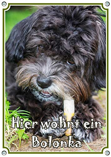 Petsigns Hundeschild Bolonka Zwetna - hochwertiges Metallschild in Premiumqualität, DIN A3 von Petsigns