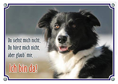Petsigns Hundeschild - Border Collie - haltbare Qualität aus 1,5 mm Metallplatte -TOP TIPP, DIN A4 von Petsigns