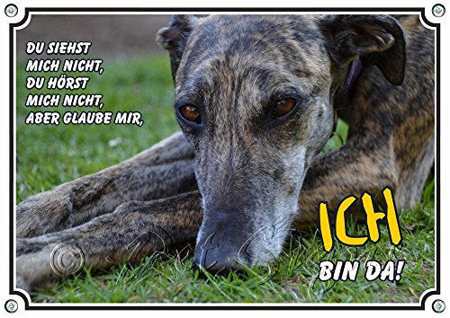 Petsigns Hundeschild - Galgo Espanol - uv-beständiges Metallschild in 1a Qualität, DIN A4 von Petsigns