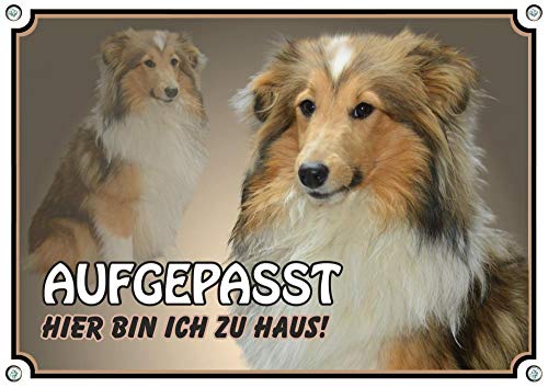 Petsigns Hundeschild Sheltie Shetland Sheepdog - dauerhaft haltbares Metallschild, DIN A5 von Petsigns