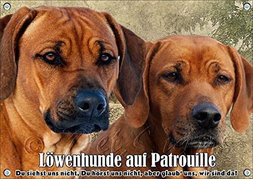 Petsigns Hundeschild - mit Zwei Rhodesian Ridgebacks - rostfreies METALLSCHILD, DIN A3 von Petsigns