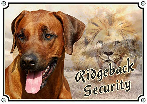 Petsigns Hundeschild mit einem Rhodesian Ridgeback - uv-beständiges Warnschild, DIN A4 Petsigns Hundeschild mit einem Rhodesian Ridgeback - uv-beständiges Warnschild, DIN A4 von Petsigns