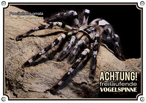 Petsigns Warnschild Ornament-Vogelspinne - ausdrucksstarkes Metallschild Poecilotheria, DIN A5 von Petsigns