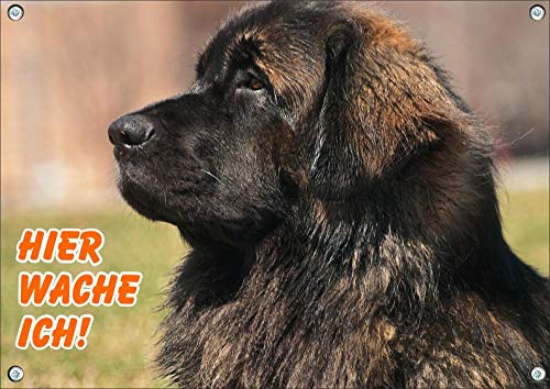 Petsigns wunderschönes Hundeschild - Leonberger - Metallschild Premiumqualität rostfrei und beständig, DIN A3 von Petsigns