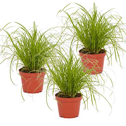 Bio Katzengras (Cyperus ‚Zumula‘) im Topf (3 Stück) ║ BIOLAND-Qualität, garantiert frei von synthetischen Pflanzenschutzmitteln ║ Höhe mit Topf 20-30 cm ║ sofort gebrauchsfertig. von PetSnack