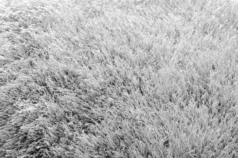 Peyer Syntex Teppich Teppich Polyshaggy Sense 200x290 cm, rechteckig von Peyer Syntex