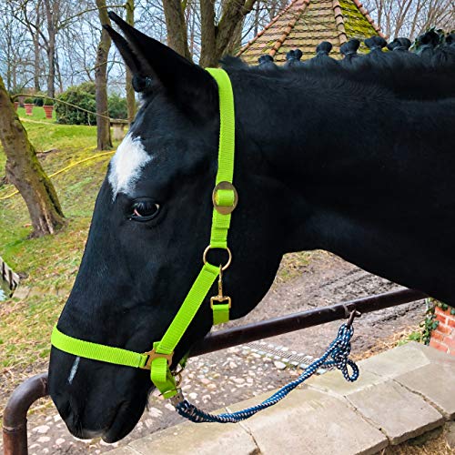 Halfter für Pferd Warmblut, Vollblut, Kaltblut – Stallhalfter, Weidehalfter, 2 Fach verstellbar an Kinnriemen und Genickstück, sicher & reißfest (Hellgrün, Kaltblut) von Pferdelinis