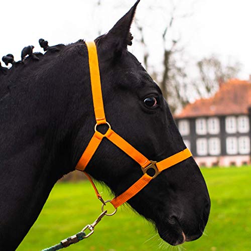 Halfter für Pferd Warmblut, Vollblut, Kaltblut – Stallhalfter, Weidehalfter, 2 Fach verstellbar an Kinnriemen und Genickstück, sicher & reißfest (Orange, Kaltblut) von Pferdelinis