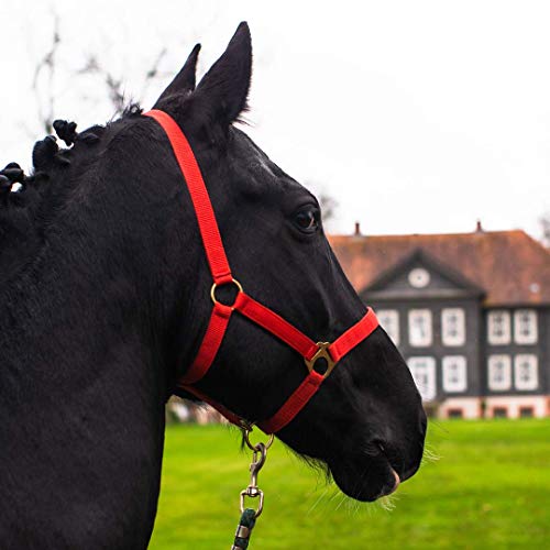 Halfter für Pferd Warmblut, Vollblut, Kaltblut – Stallhalfter, Weidehalfter, 2 Fach verstellbar an Kinnriemen und Genickstück, sicher & reißfest (Rot, Shetland Pony (Shetty)) von Pferdelinis