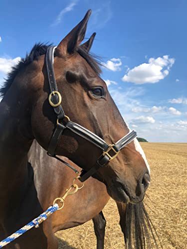 Lederhalfter schwarz Halfter für Pferde, Premium Stallhalfter Pferd in Pony, Warmblut, Cob, Kaltblut, sicher & reißfest (Warmblut, Schwarz-Weiss) von Pferdelinis