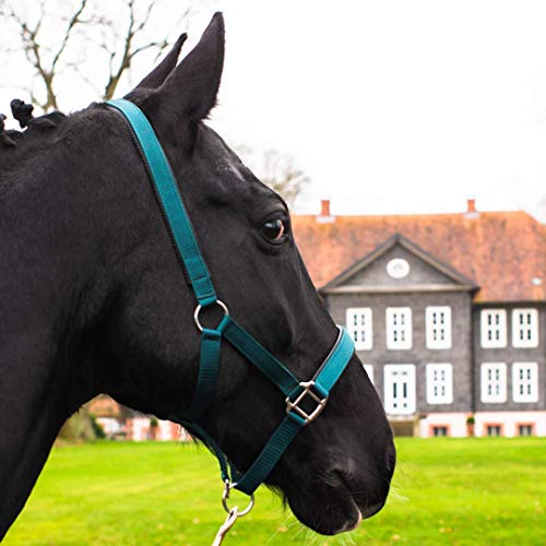 Pferdelinis Halfter für Warmblut, Vollblut, Kaltblut, Pony – Stallhalfter, Weidehalfter, 2-Fach verstellbare Dornschnallen, sicher & reißfest (Grün, Pony) von Pferdelinis