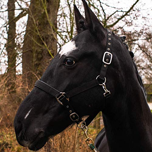 Pferdelinis Halfter für Warmblut, Vollblut, Kaltblut, Pony – Stallhalfter, Weidehalfter, 2-Fach verstellbare Dornschnallen, sicher & reißfest (Schwarz, Warmblut (Full)) von Pferdelinis