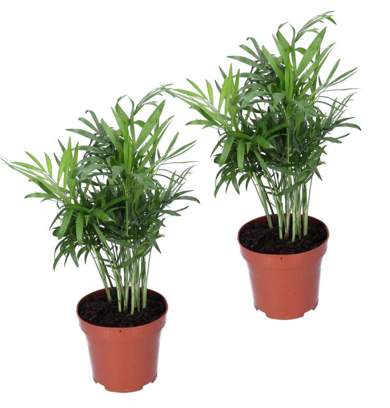 2er-Set | Bergpalme | Chamaedorea elegans | +/- 40-45cm | ø 12-15cm Topf von PflanzePlus
