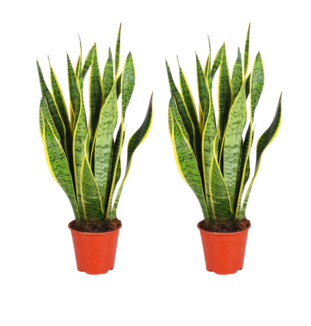 2er-Set Bogenhanf | Sansevieria | +/- 40-50cm | ø 12-15cm Topf von PflanzePlus