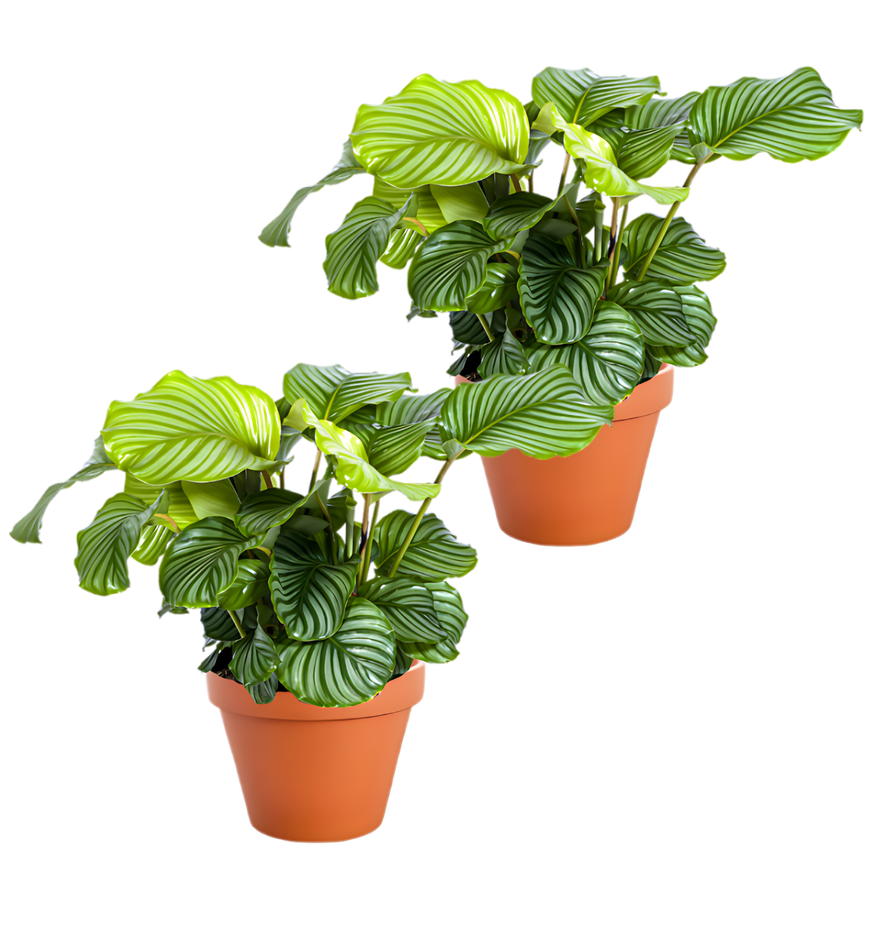 2er-Set | Calathea Mix | +/- 40-50cm | ø 12-15cm Topf von PflanzePlus