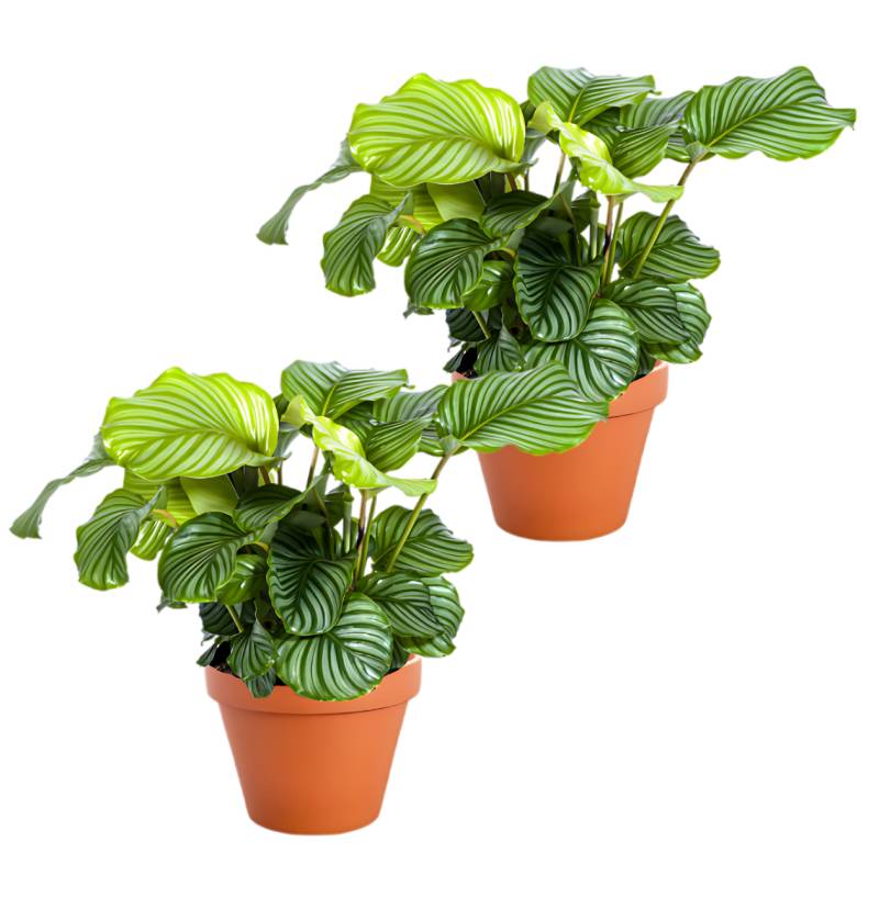 2er-Set | Calathea Mix | +/- 40-50cm | ø 12-15cm Topf von PflanzePlus
