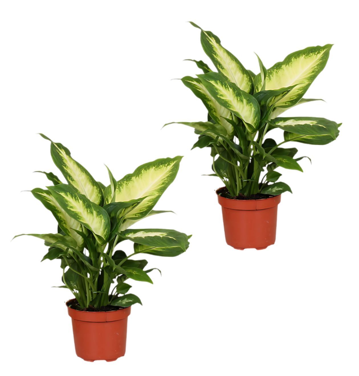 2er-Set Dieffenbachia | +/- 40-50cm | ø 12-15cm Topf 2er-Set Dieffenbachia | +/- 40-50cm | ø 12-15cm Topf von PflanzePlus