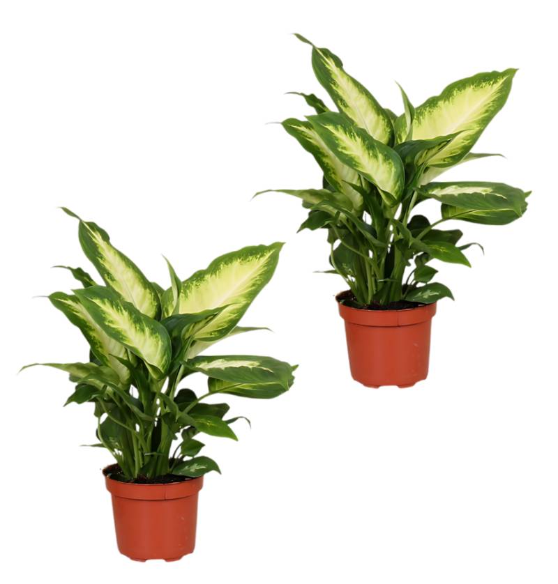 2er-Set Dieffenbachia | +/- 40-50cm | ø 12-15cm Topf 2er-Set Dieffenbachia | +/- 40-50cm | ø 12-15cm Topf von PflanzePlus