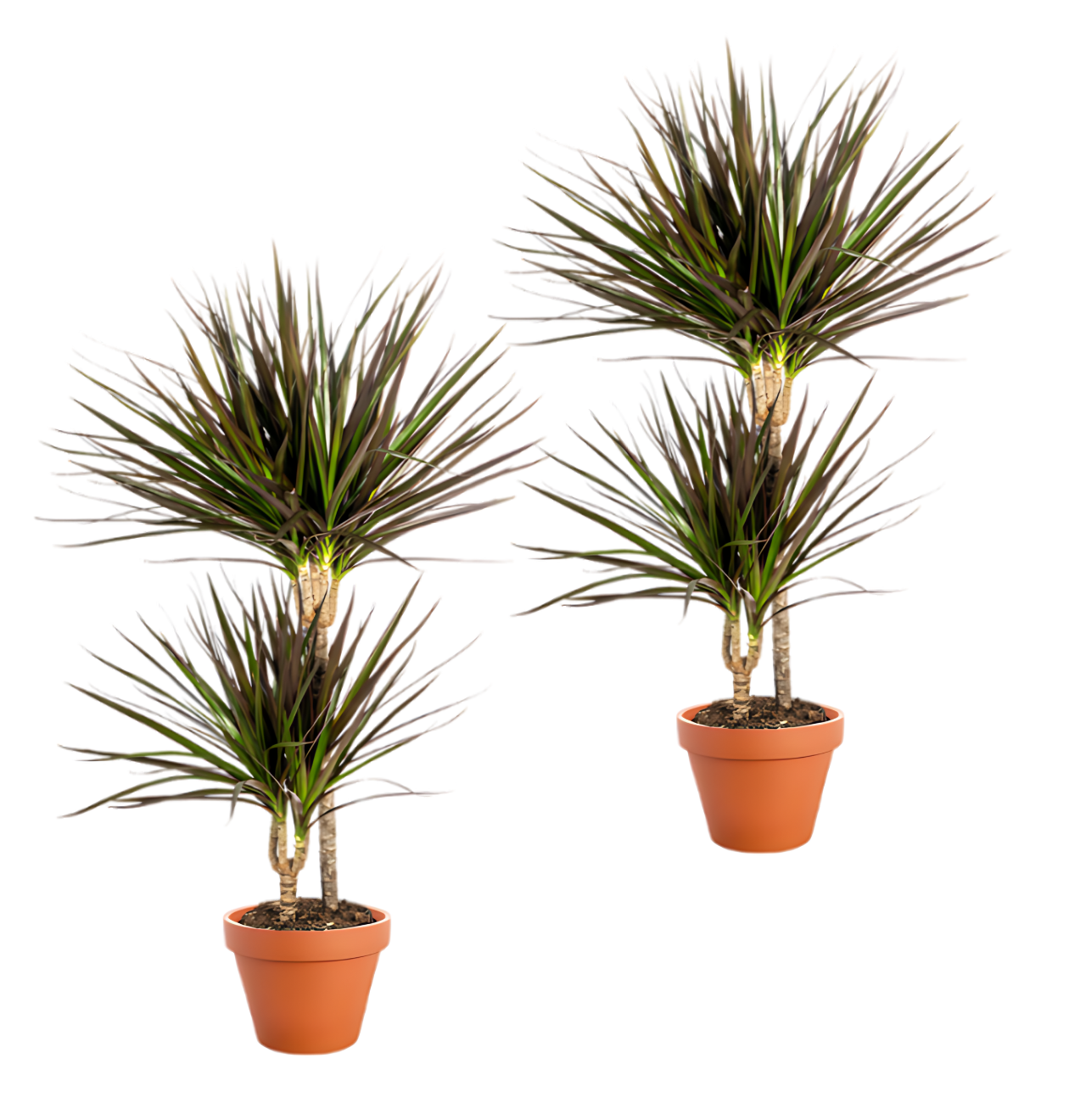 2er-Set | Drachenbaum | +/- 50cm | ø 12-15cm Topf von PflanzePlus