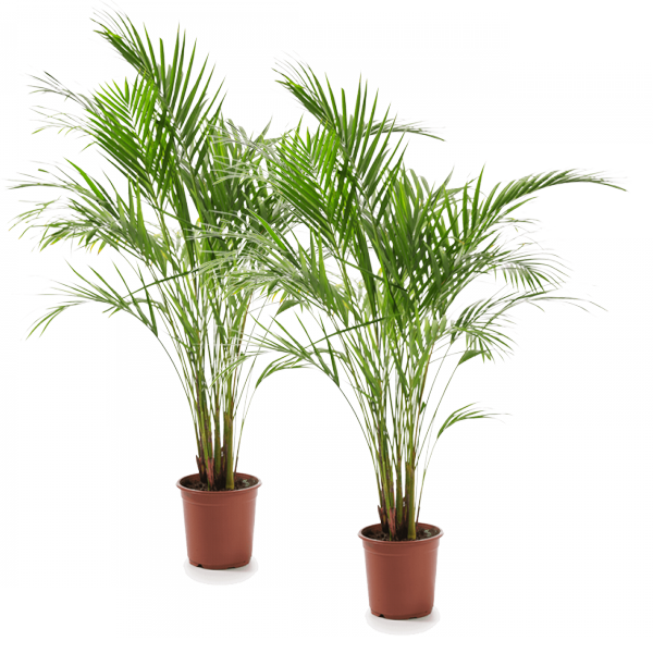 2er-Set - Dypsis Lutescens (65-70cm) - 17er Topf von PflanzePlus