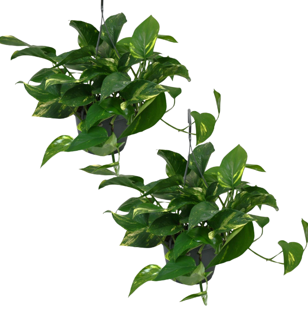 2er-Set Efeutute | Epipremnum aureum | +/- 30-35cm | ø 12-15cm Topf von PflanzePlus