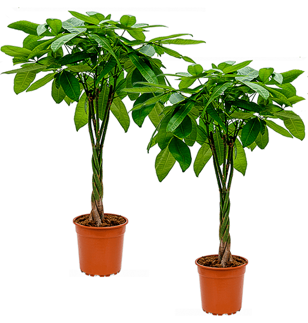 2er-Set | Glückskastanie | +/- 70-80cm | ø 12-15cm Topf 2er-Set | Glückskastanie | +/- 70-80cm | ø 12-15cm Topf von PflanzePlus