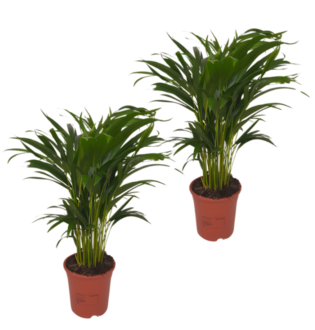 2er-Set Goldfruchtpalme | Areca-Palme | +/- 40-50cm | ø 12-15cm Topf 2er-Set Goldfruchtpalme | Areca-Palme | +/- 40-50cm | ø 12-15cm Topf von PflanzePlus