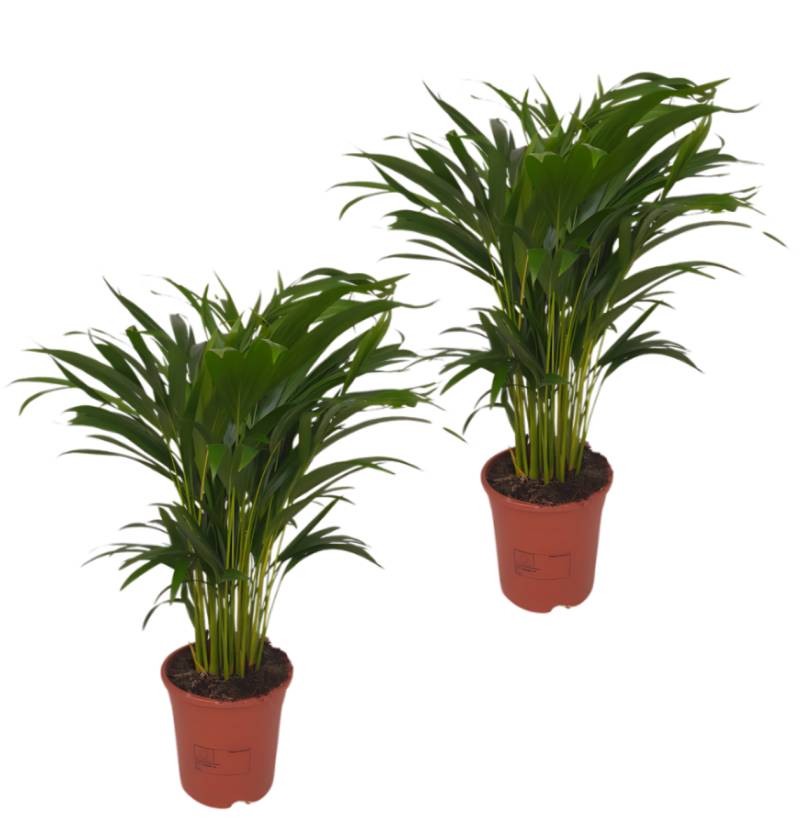 2er-Set Goldfruchtpalme | Areca-Palme | +/- 40-50cm | ø 12-15cm Topf 2er-Set Goldfruchtpalme | Areca-Palme | +/- 40-50cm | ø 12-15cm Topf von PflanzePlus
