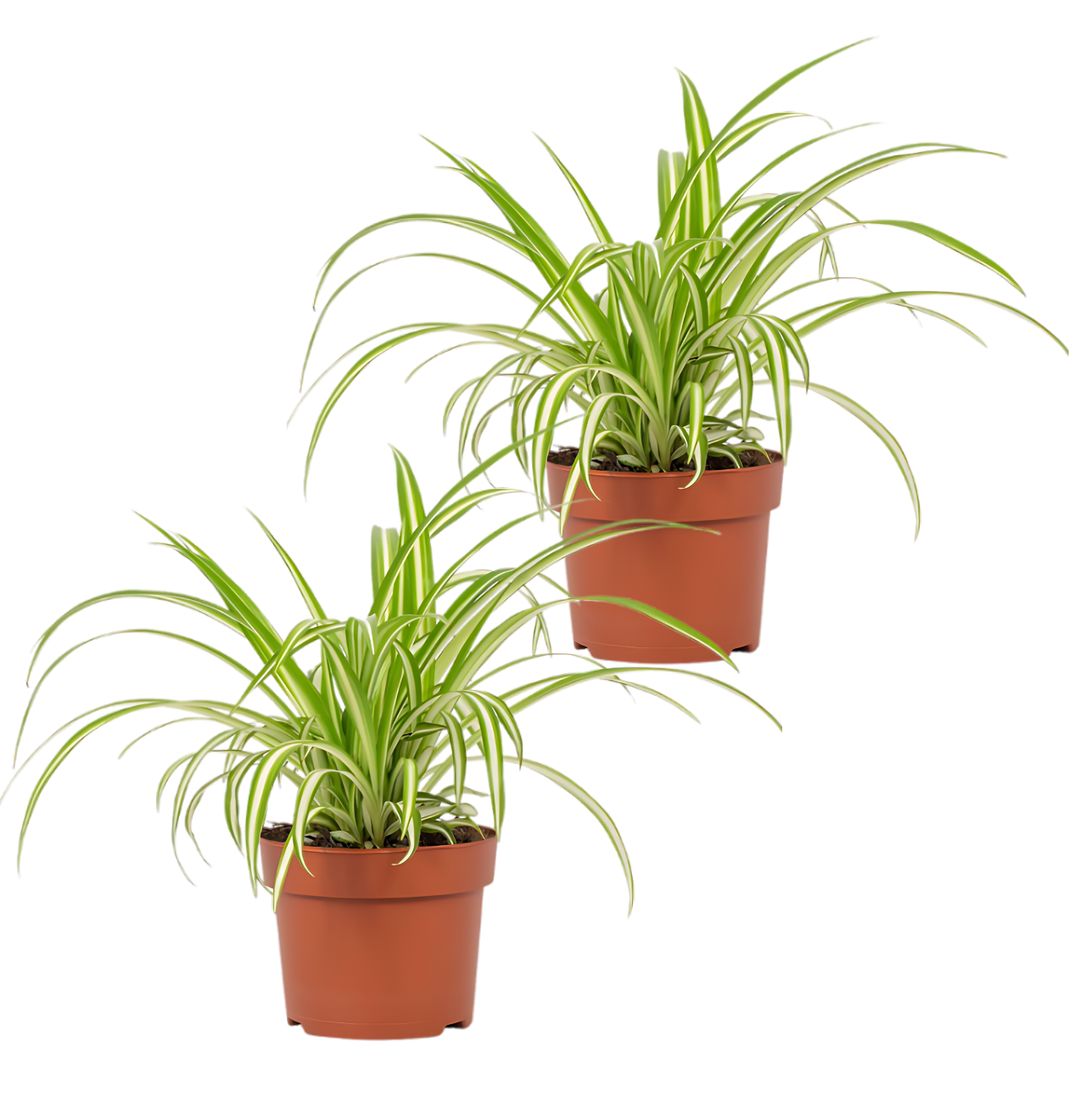 2er-Set | Grünlilie | Chlorophytum | +/- 40-50cm | ø 12-15cm Topf von PflanzePlus