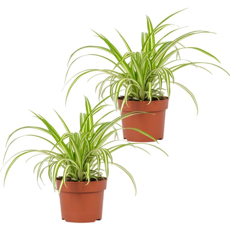 2er-Set | Grünlilie | Chlorophytum | +/- 40-50cm | ø 12-15cm Topf von PflanzePlus