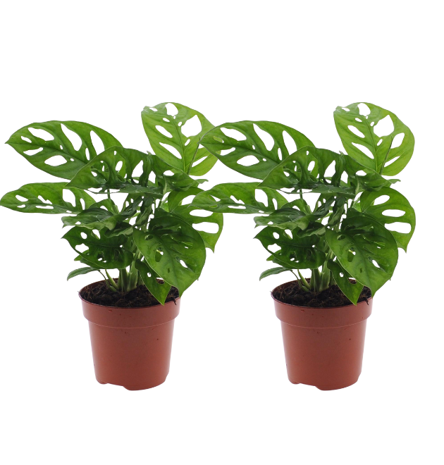 2er-Set Monstera “Monkey Leaf” | Affenblatt | +/- 25-30cm | ø 12-15cm Topf von PflanzePlus