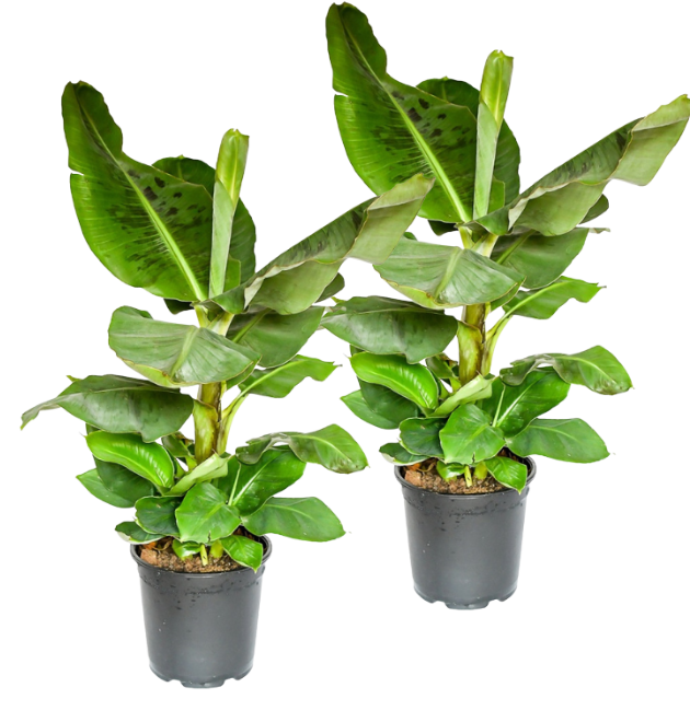 2er-Set Musa | Bananenpflanze | +/- 50-60cm | ø 12-15cm Topf von PflanzePlus